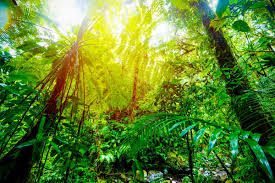 foret de guadeloupe